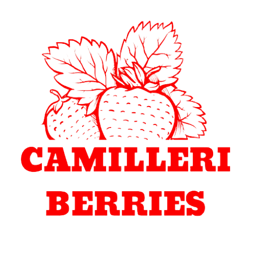 camilleri berries